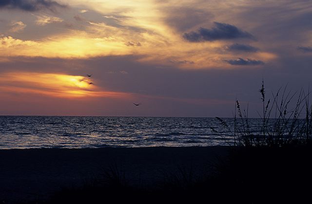Ocean;Beach;Waves;Shore;Shoreline;Sand;Wet;Water;Sandy;Sea;Clouds;Plants;Foliage;Vegetation;Botanicals;Botany;Herbaceous;Herb;Greenery;Flora;Herbage;Sunlight;Sun;Beams;Sunbeam;Rays;Light;Luminance;Illuminate;Sunset;Dusk;Twilight;evening;Nightfall;Sundown